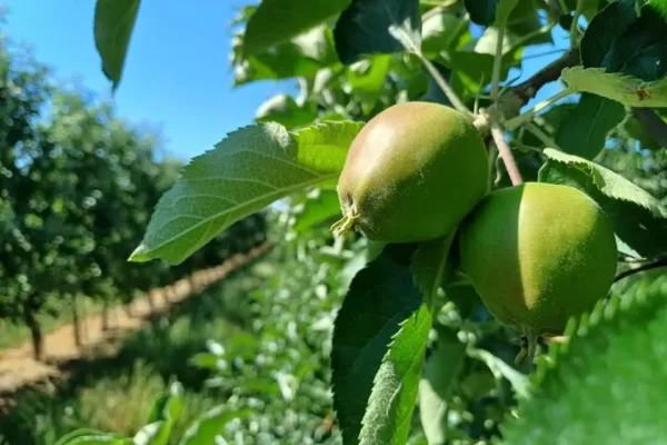 Młodzieżowa Drużyna Pożarnicza w Świątnikach otrzymała dofinansowanie na nowy sprzęt