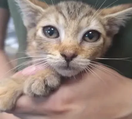 Dwie kocie siostry czekają na adopcję w Zawichoście