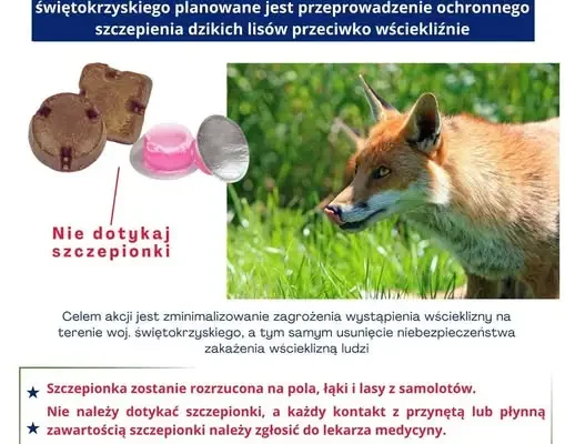 Jesienna akcja szczepienia lisów przeciw wściekliźnie w województwie świętokrzyskim