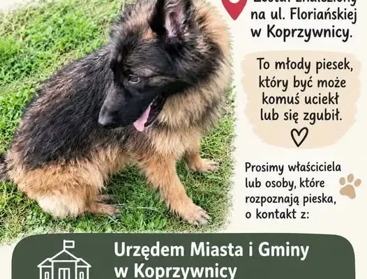 Znaleziono młodego pieska na ul. Floriańskiej w Koprzywnicy – szukamy właściciela