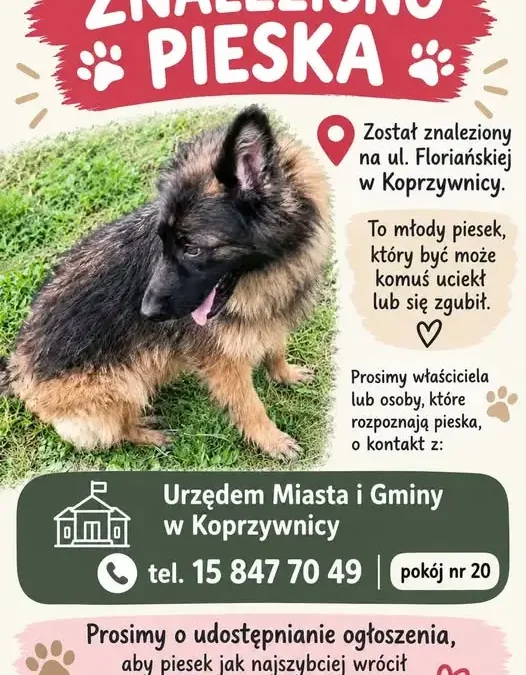 Znaleziono młodego pieska na ul. Floriańskiej w Koprzywnicy – szukamy właściciela