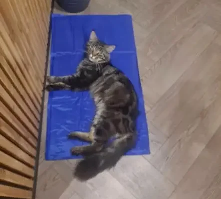 Zaginął Rysiek – pręgowany Maine Coon z Klimontowa. Właściciele proszą o pomoc