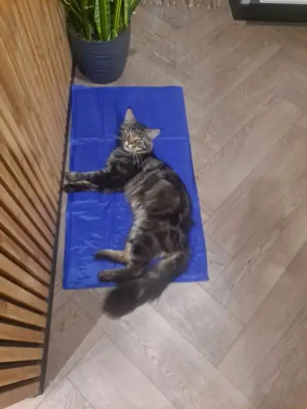 Zaginął Rysiek – pręgowany Maine Coon z Klimontowa. Właściciele proszą o pomoc