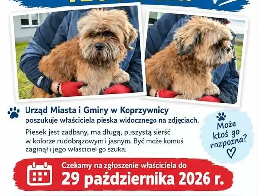 Znalazł się pies w Koprzywnicy – urząd szuka właściciela