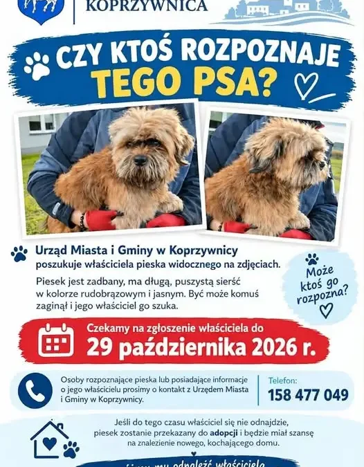 Znalazł się pies w Koprzywnicy – urząd szuka właściciela